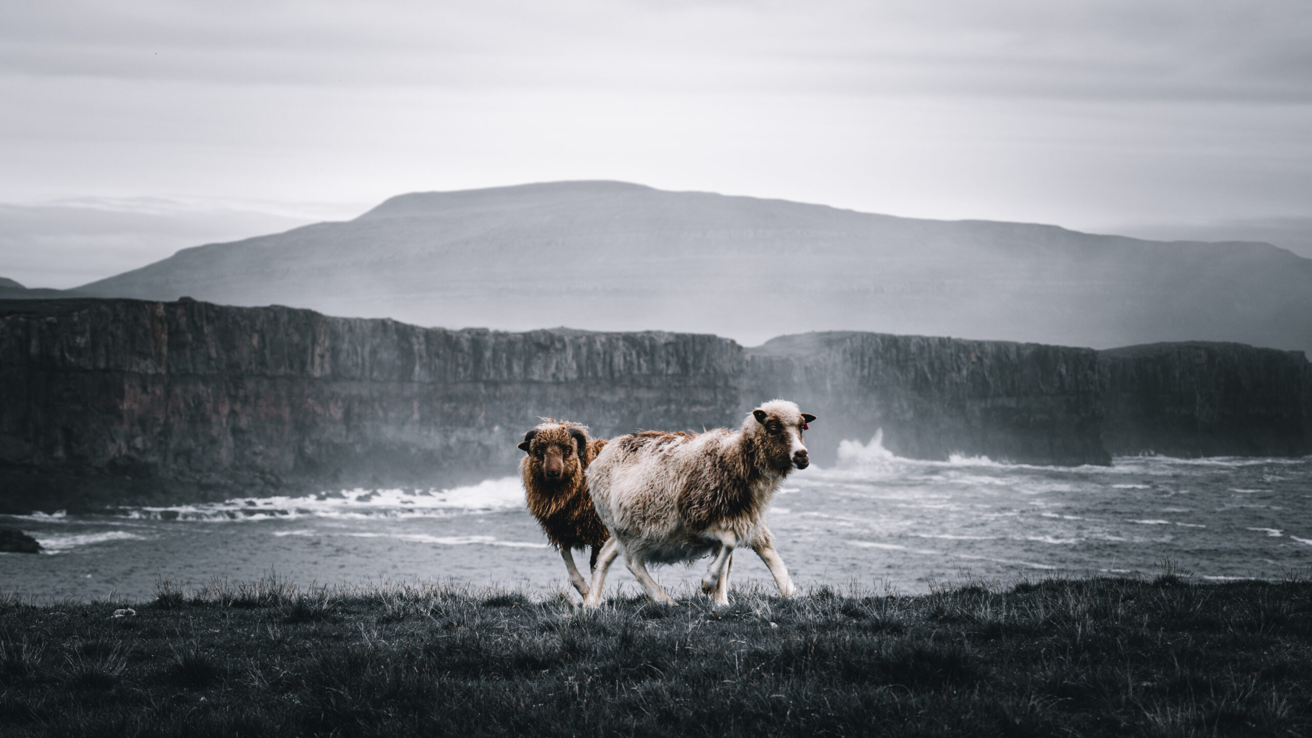 Moutons dans les Îles Féroé
